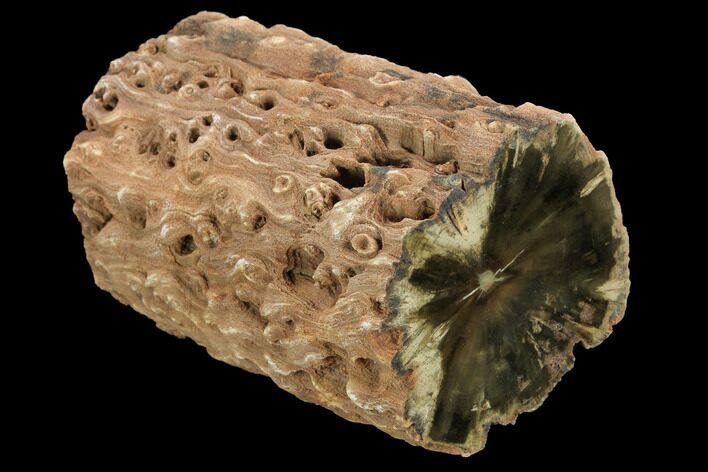 Triassic Woodworthia Petrified Limb - Zimbabwe #125928